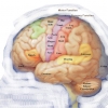 La epilepsia y los síntomas psiquiátricos en niños